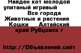 Найден кот,молодой упитаный игривый 12.03.2017 - Все города Животные и растения » Кошки   . Алтайский край,Рубцовск г.